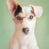 GC Smart and Cute Dog