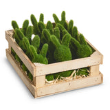 Crate of Moss Rabbits set of 12