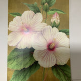 Anniversary Hibiscus