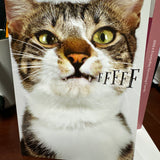 Cat Showing Teeth
