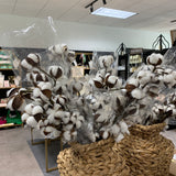 Cotton Stems
