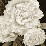 Blooms and Black and White Sympathy Card