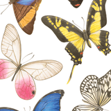 Thinking Of You Card Butterflies