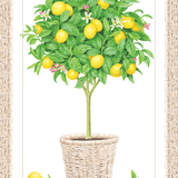 GC Lemon Topiary