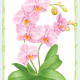 GC Birthday Pink Orchid