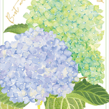 GC Blue and Green Hydrangeas Wedding