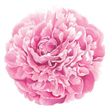 Peony
