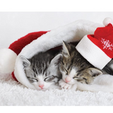 GC - Sleeping Christmas Kittens