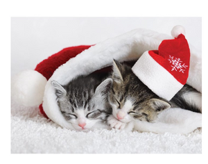 GC - Sleeping Christmas Kittens