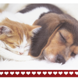 GC Puppy and Kitty Sleeping