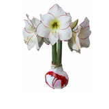 Flower White Wax, White Wax Red & Pink Splatter, Solid Pink Valentine's