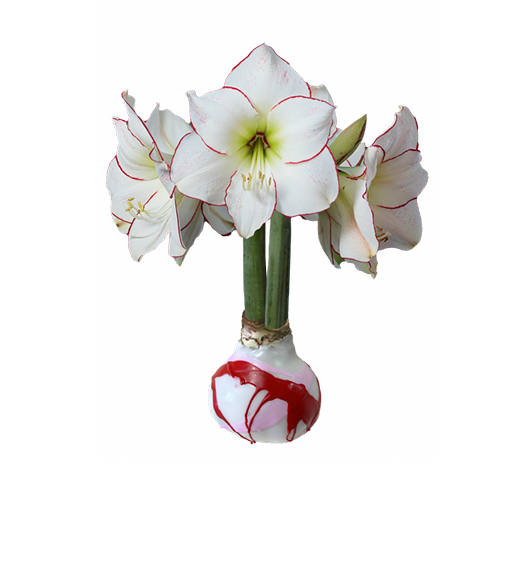 Flower White Wax, White Wax Red & Pink Splatter, Solid Pink Valentine's