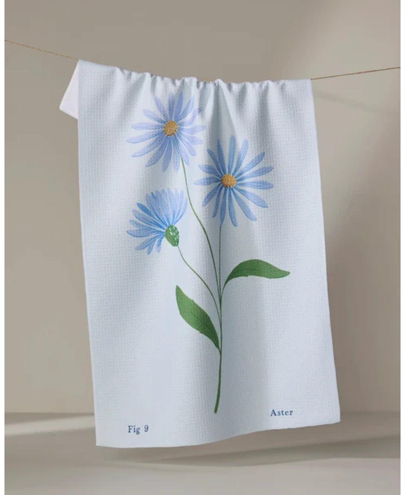SeptemberAster_Geometry_TT-MF-september-aster