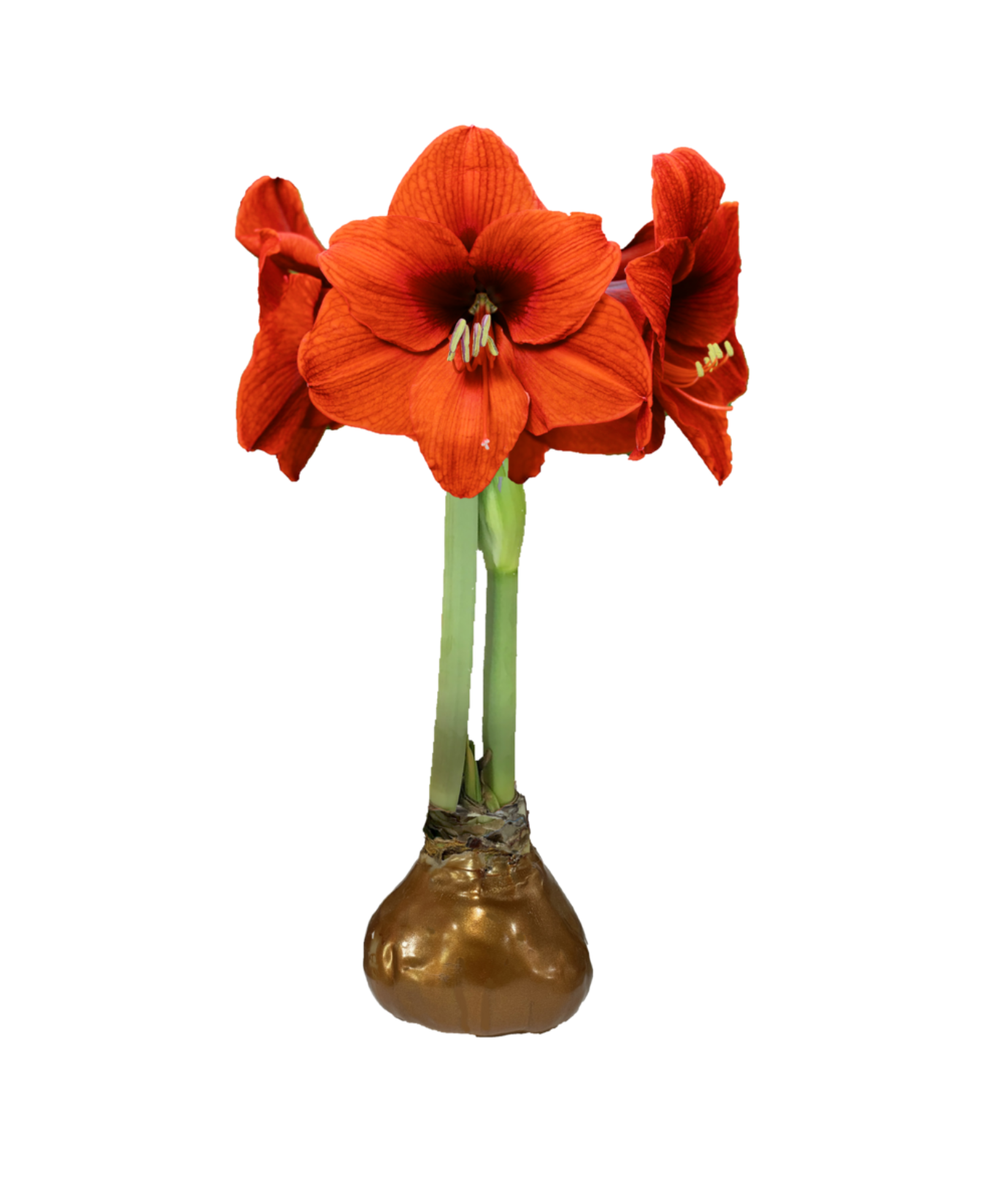 SovereignFlowerCopperLacquer_Let_EmBloom_SOCL-AT
