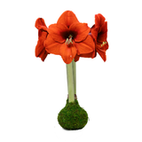 SovereignFlowerMossBase_Let_EmBloom_SOMO-AT