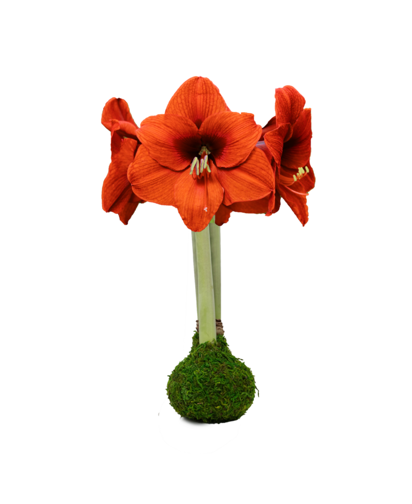 SovereignFlowerMossBase_Let_EmBloom_SOMO-AT