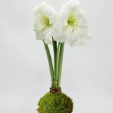 Amaryllis Bulb - White Blossom Moss