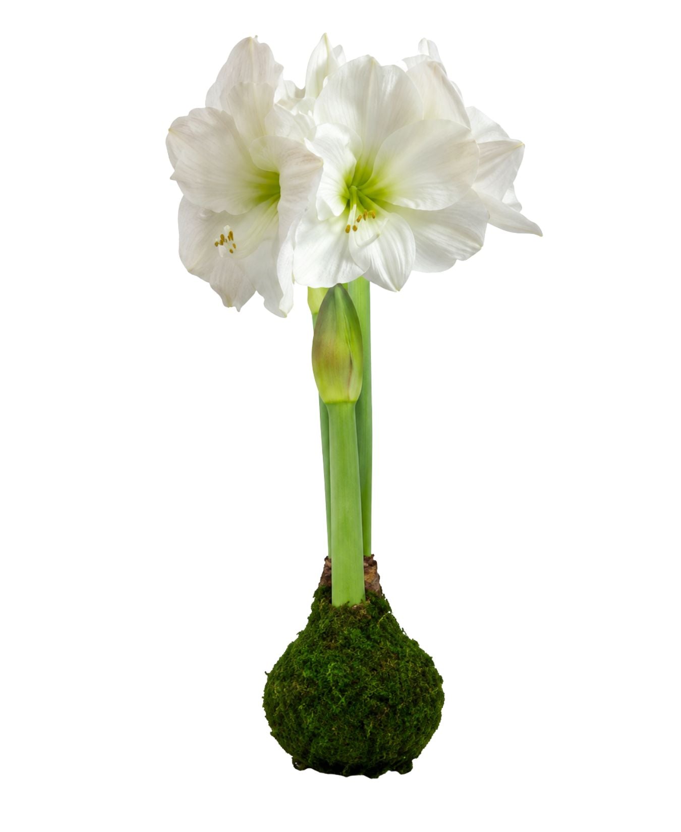 White Flower Moss Base_Let'EmBloom_WFMO-T