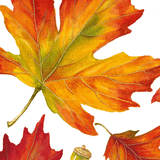GT Autumn Hues White