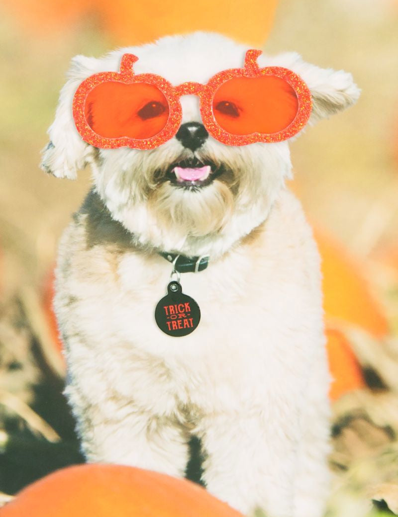 Trick-or-Treat Dog Greeting Card