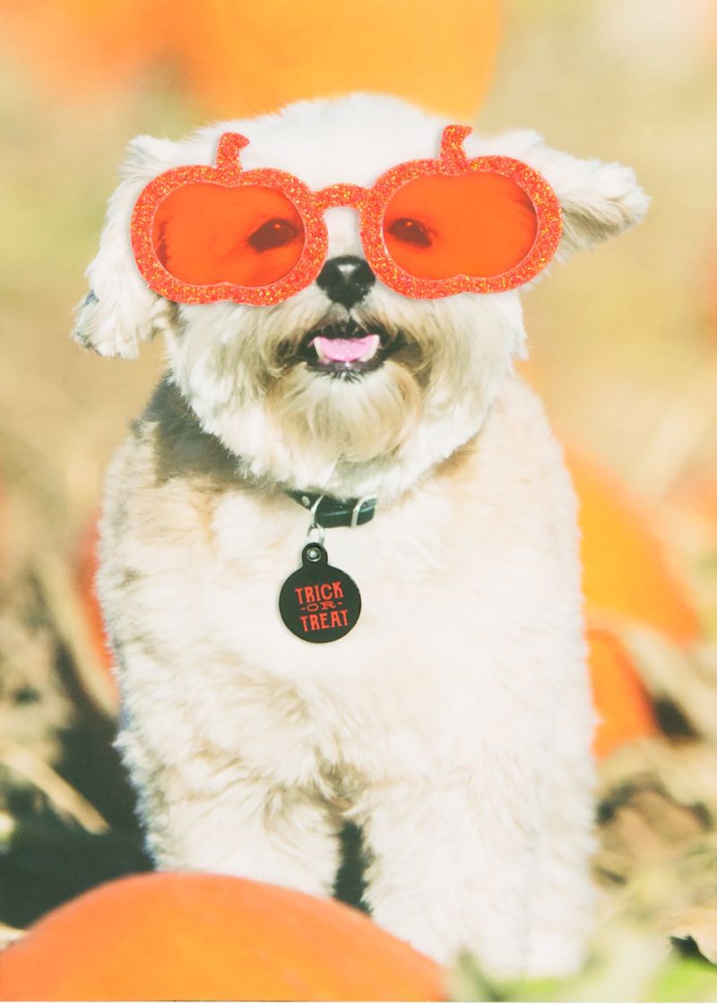 Trick-or-Treat Dog Greeting Card