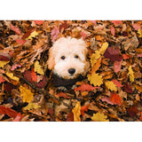 Dog in Falling Leaves Greeting Card