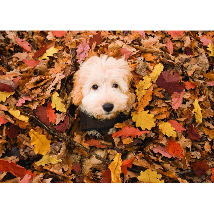 Dog in Falling Leaves Greeting Card