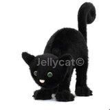 Spookipaws Cat 