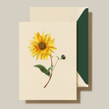 CF12035 Modern Vintage Sunflower Note