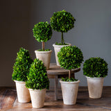 Collection Of Boxwood Topiaries