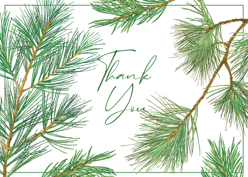 Pine Branches Thank Notes Boxed