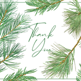 Pine Branches Thank You Notes in Cello 8 Ct